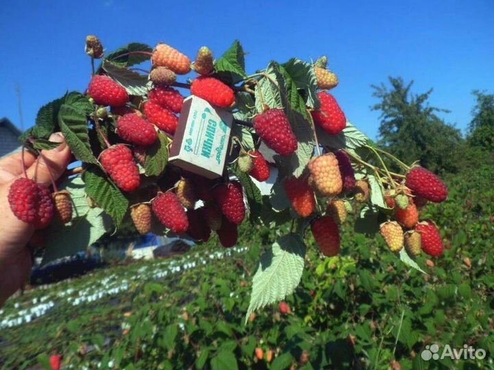 Саженцы малины лучших российских сортов с зкс