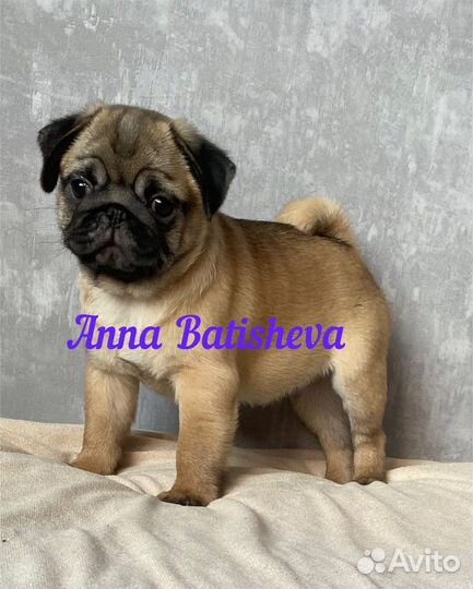 Мопсы черные