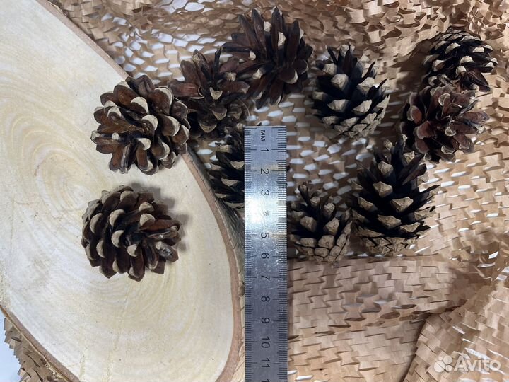 Шишки сосновые
