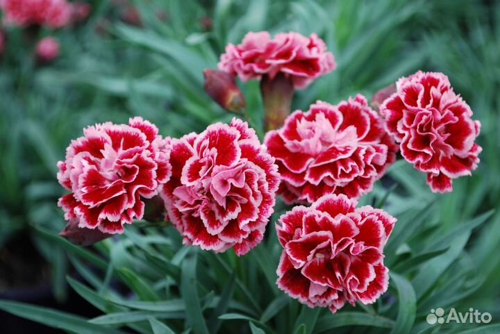 Гвоздика многолетняя