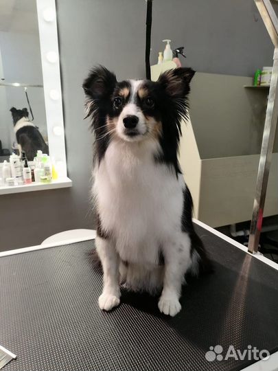 Грумер,стрижка собак, груминг