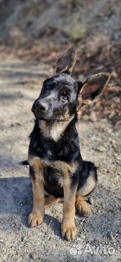 Немецкая овчарка