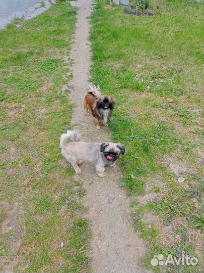 Собака в добрые руки отдам бесплатно