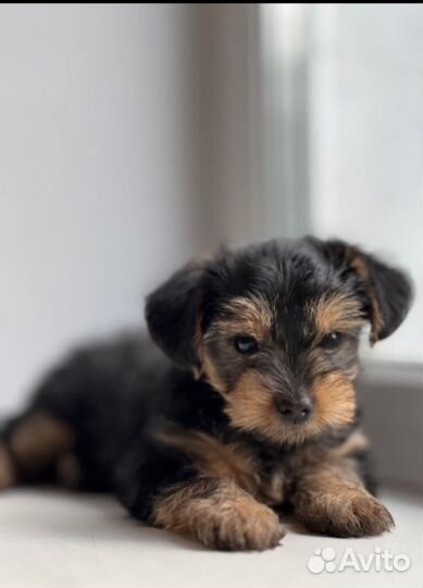 Йоркширский терьер мини