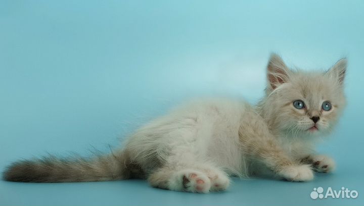 Мальчик сил-табби-поинт от чемпионов с док-ми