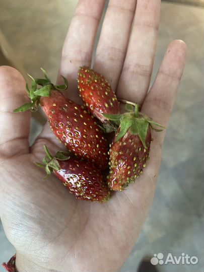 Земклубника Купчиха