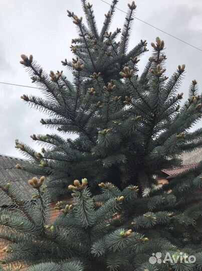 Голубая ель