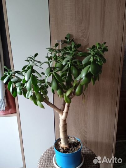 Толстянка денежное дерево