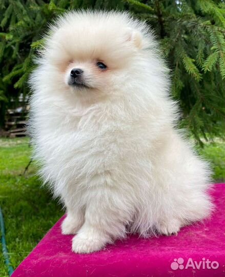 Щенок померанского шпица плюшевый мишка