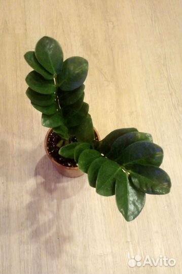 Замиокулькас мидори