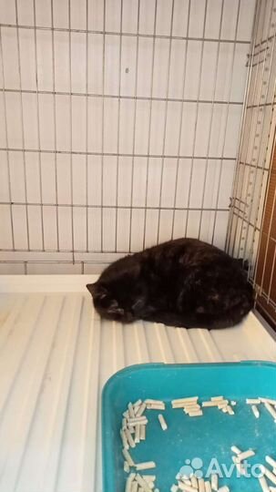 Кошки в добрые руки