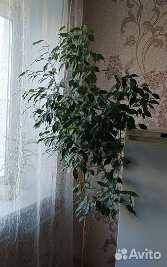 Фикус бенджамина большой