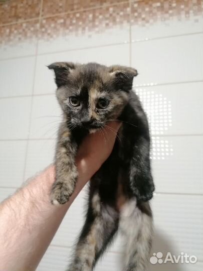 Вислоухая кошка в добрые руки