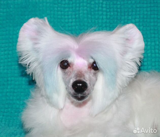 Стрижка, выставочный груминг