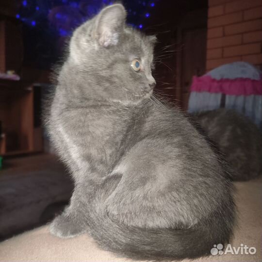 Кошка в дар