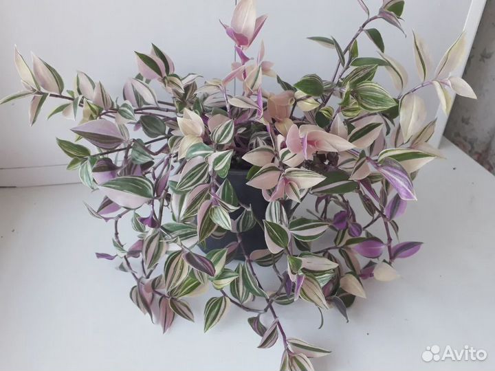 Продаю традесканцию 7 сортов