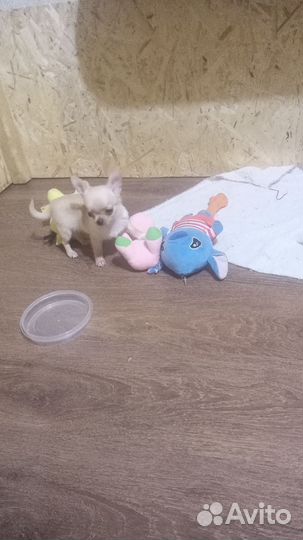 Мальчишки чишки