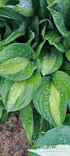 Хоста кустом