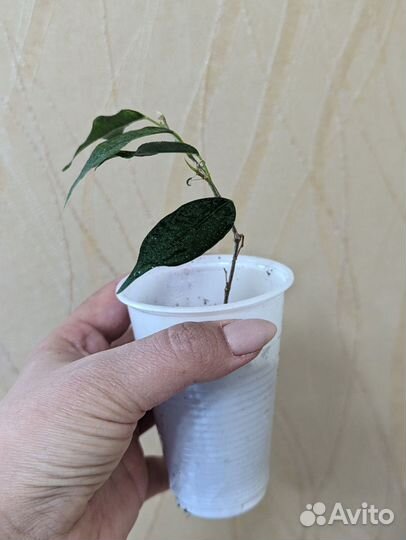 Фикус бенджамина