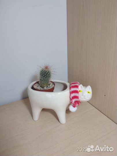 Кактусы и суккуленты