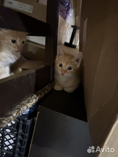 Котята отдам даром