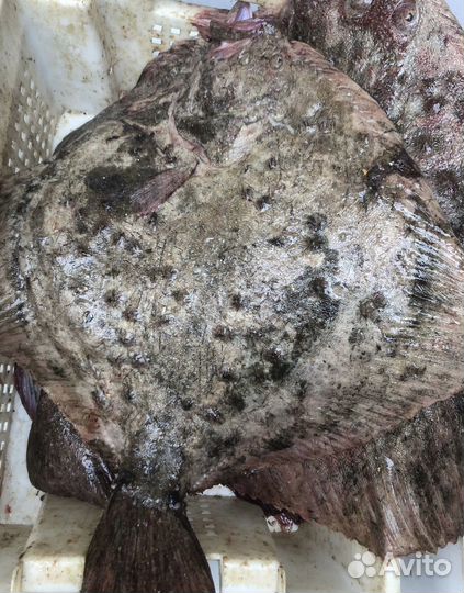 Камбала черноморская (калкан)