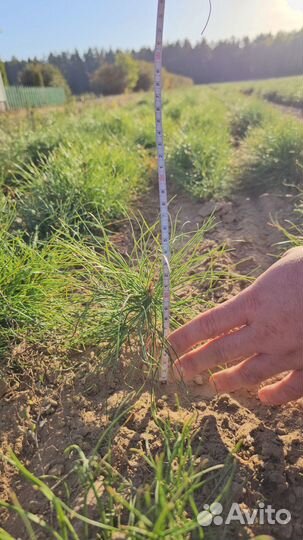 Сеянцы сосны окс оптом