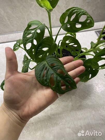 Монстера манки