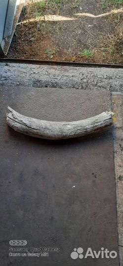 Бивень мамонта