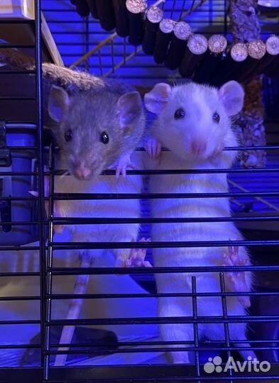 Передержка грызунов