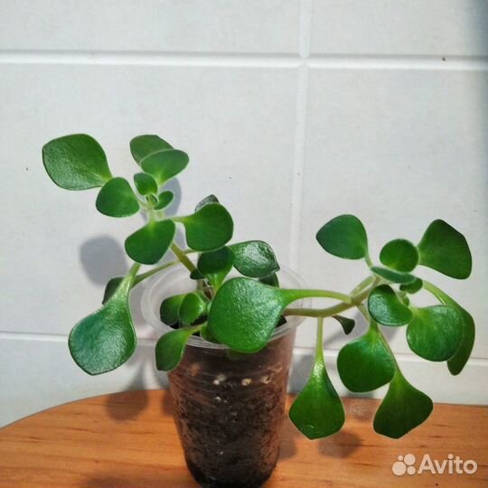 Сциндапсус Пиктус Argyraeus, Аихризон