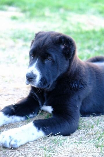 Среднеазиатская овчарка алабай