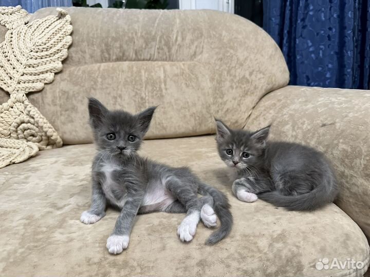 Мейн-кун девочка