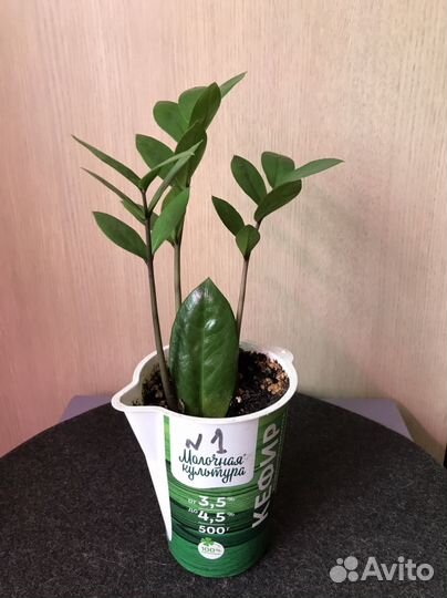 Замиокулькас годовалый