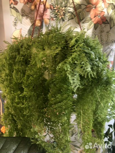 Домашние растения: папоротник