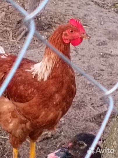 Молодые петухи