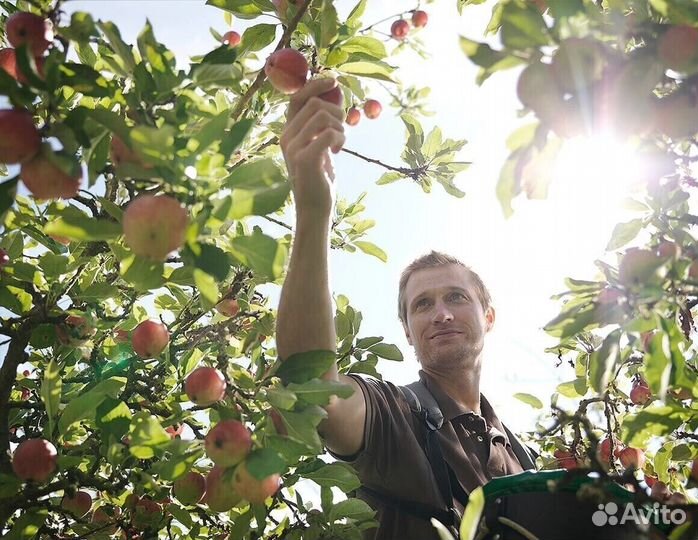 Сборщик яблок. Сезонная работа