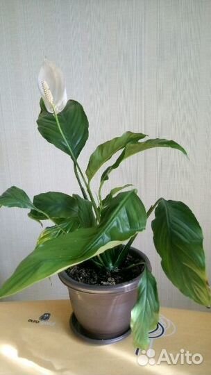 Дамское счастье (Спатиффилум) - цветущее растение