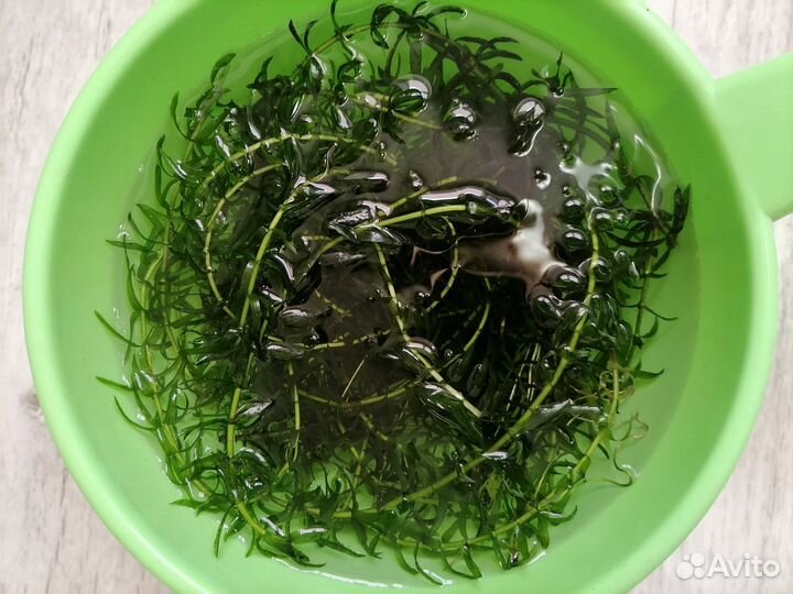 Отдам элодею