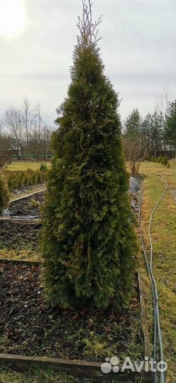 Продам туи, туя с питомника