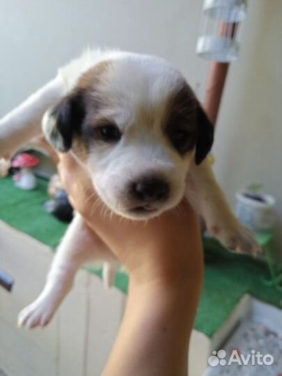 Щенки в добрые руки