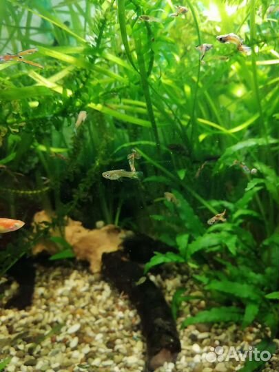 Аквариумные рыбки
