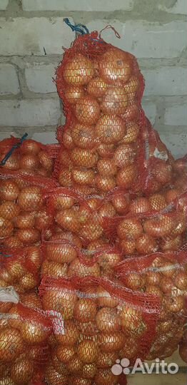 Продается лук репчатый(карсунский) 30р