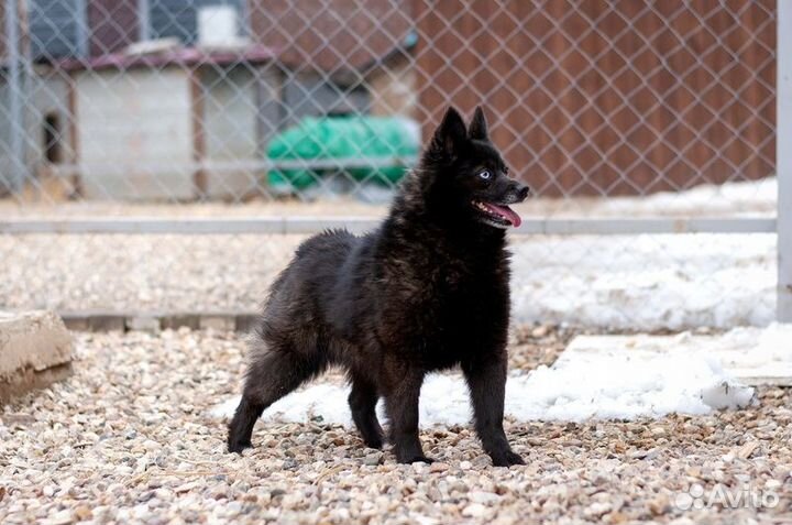 Разноглазый шипперке Розик в добрые руки