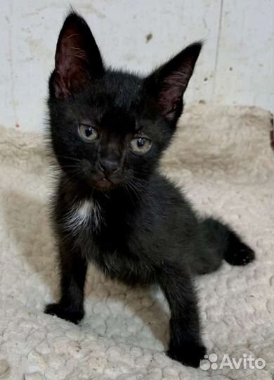 Кошка в дар бесплатно