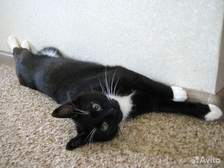 Котик Феликс ищет надежного хозяина