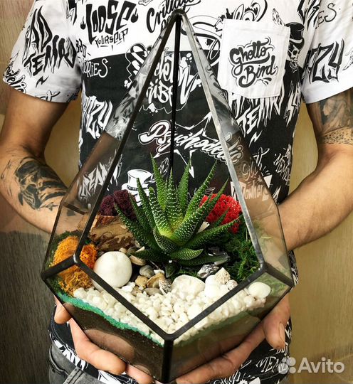Подарок. Цветок. Флорариум. Живое растение