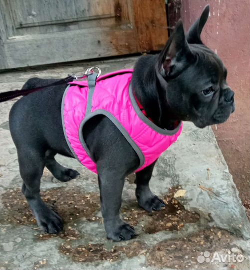 Дождевик для собаки,жилет,переноска