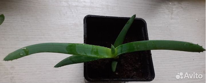 Гиппеаструм,толстянка, алоэ,оленьи рожки, каланхоэ