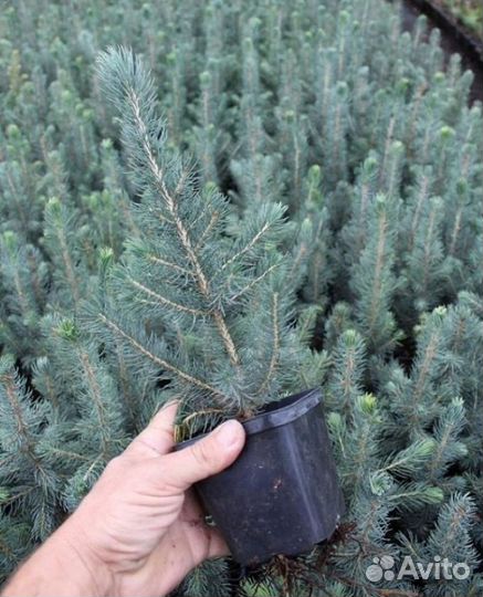 Ель голубая Глаука Мисти Блю деревья